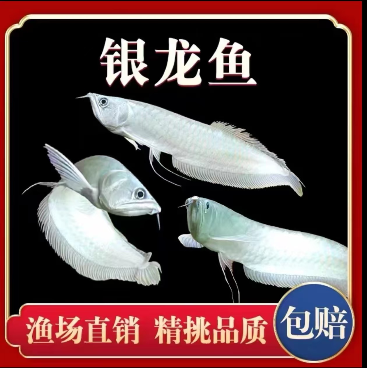 七彩银龙金龙红眼白子化热带淡水大型观赏鱼