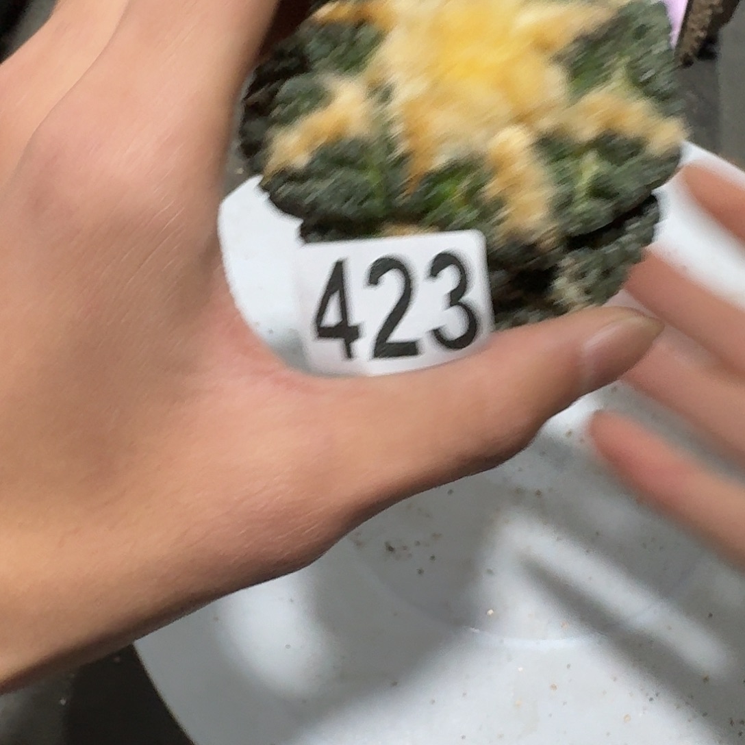 肉***毒423号仙人球无根福利