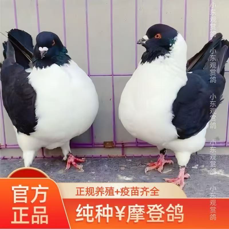 精品细花淑女鸽观赏鸽子摩登那鸽子三色摩登那鸽正宗元宝鸽圆环