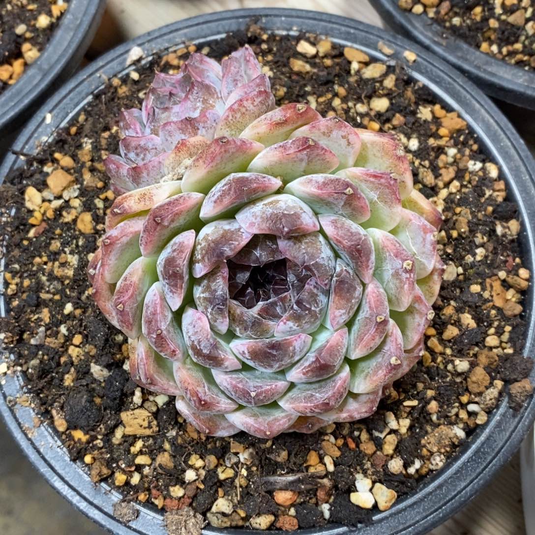 自助下单一物一拍多肉_过年可寄养问主播