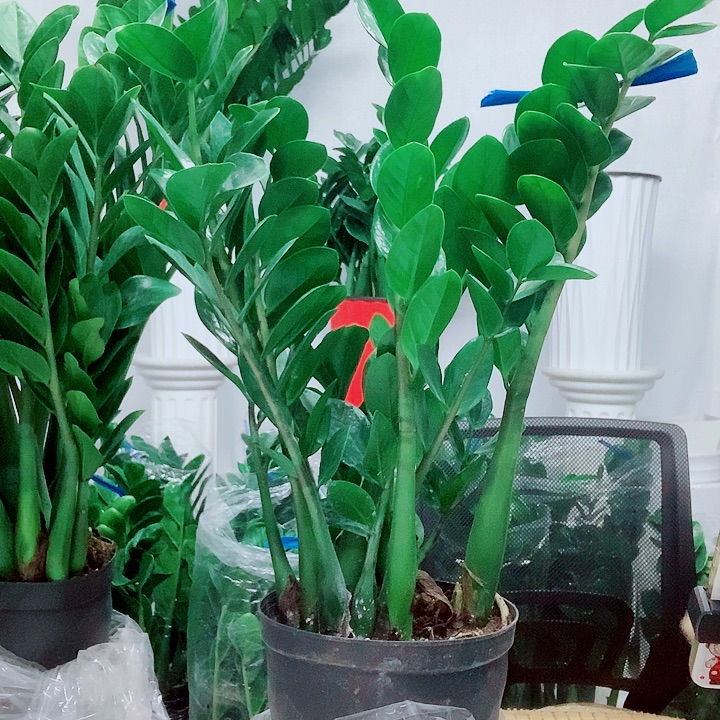 当前无花栽培后可以开花福利款21规格圆叶