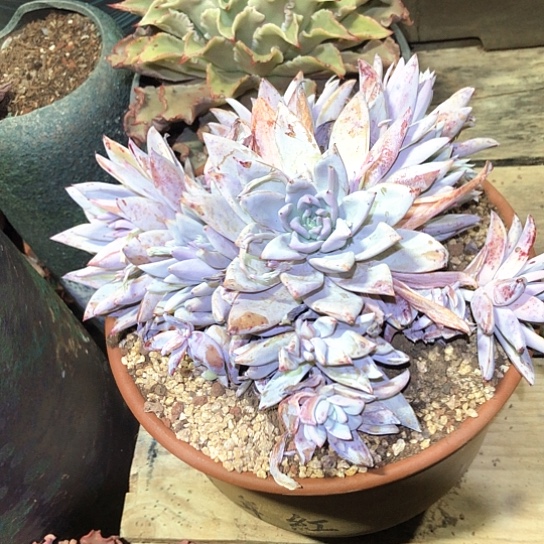 巨人多肉植物多肉