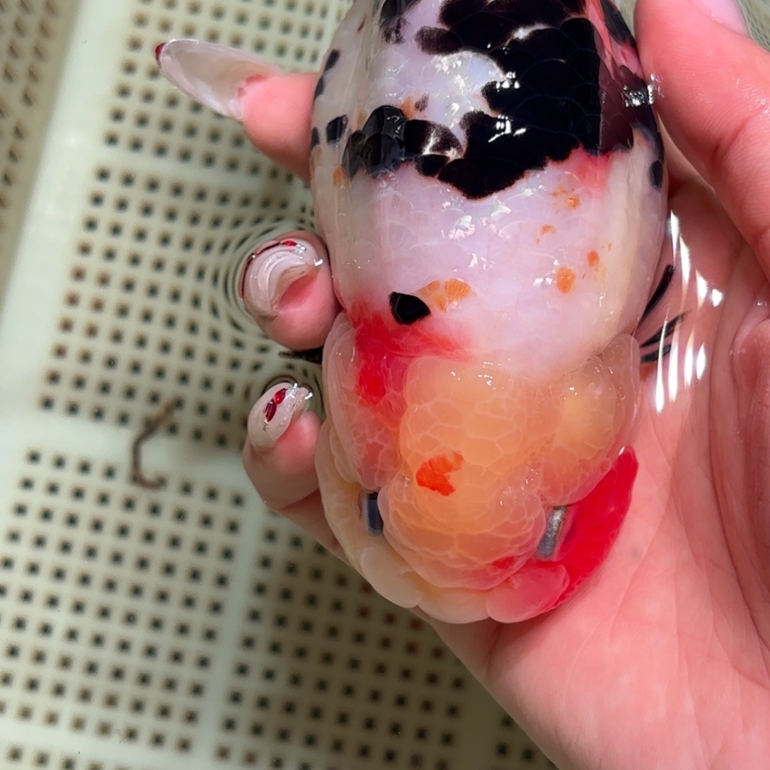 我***鱼金鱼拍包装包邮，不拍包装运费到付