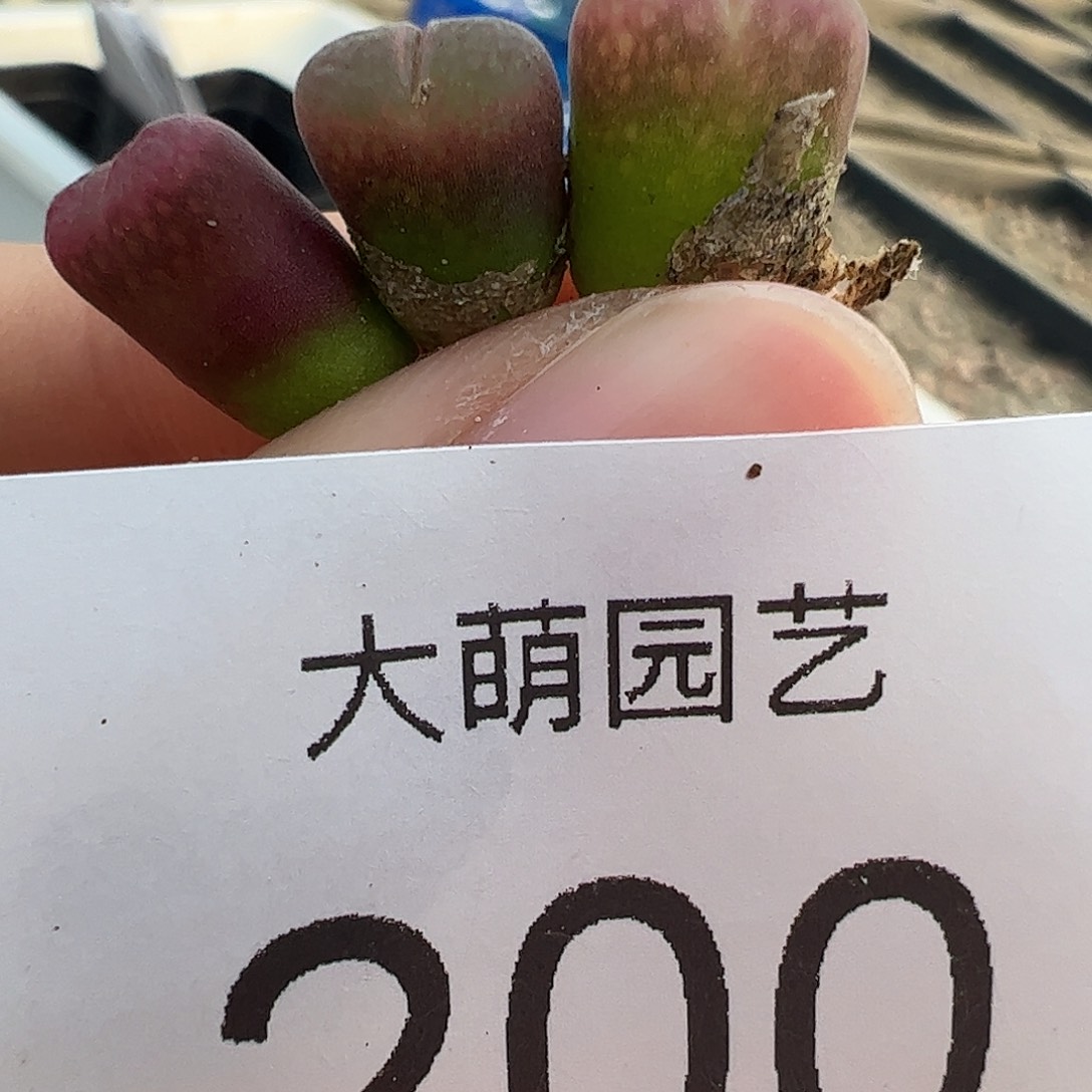 量拍以下1颗包正版恩东。 200