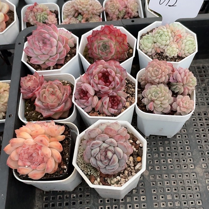 薇薇安园艺多肉012