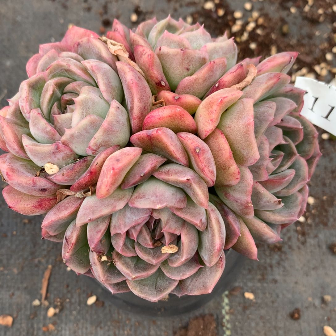 7115杂交多肉植物