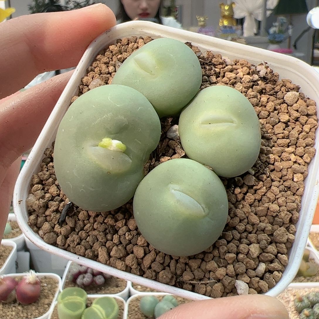 【闪购商品】297 大G