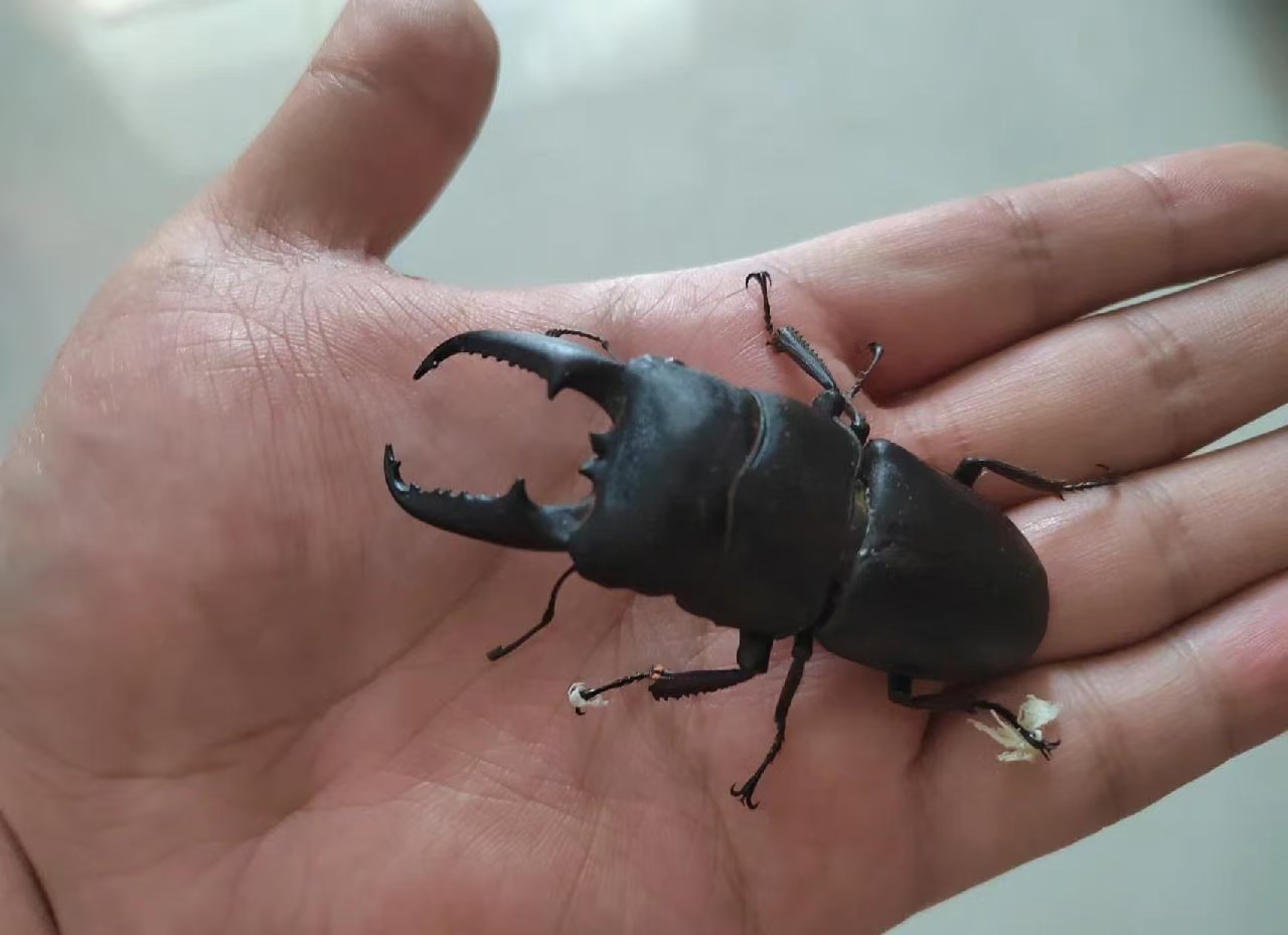 中华扁锹甲活体宠物好养甲虫扁锹甲