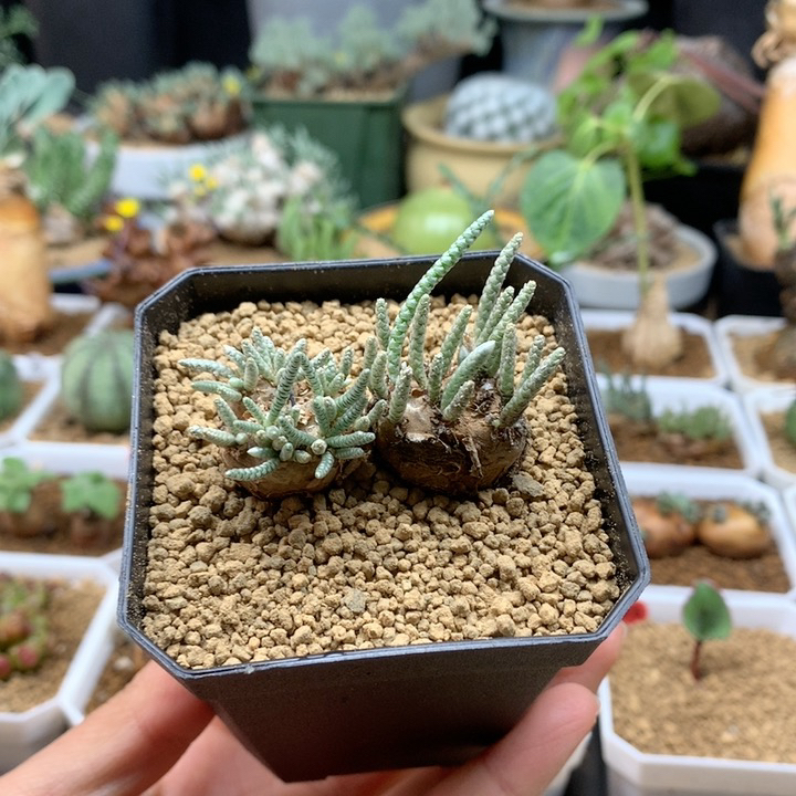 红花韧锦2颗带盆