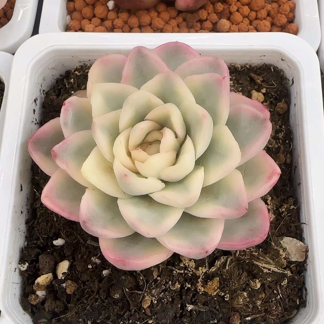 雪鸢锦多肉植物锦多肉