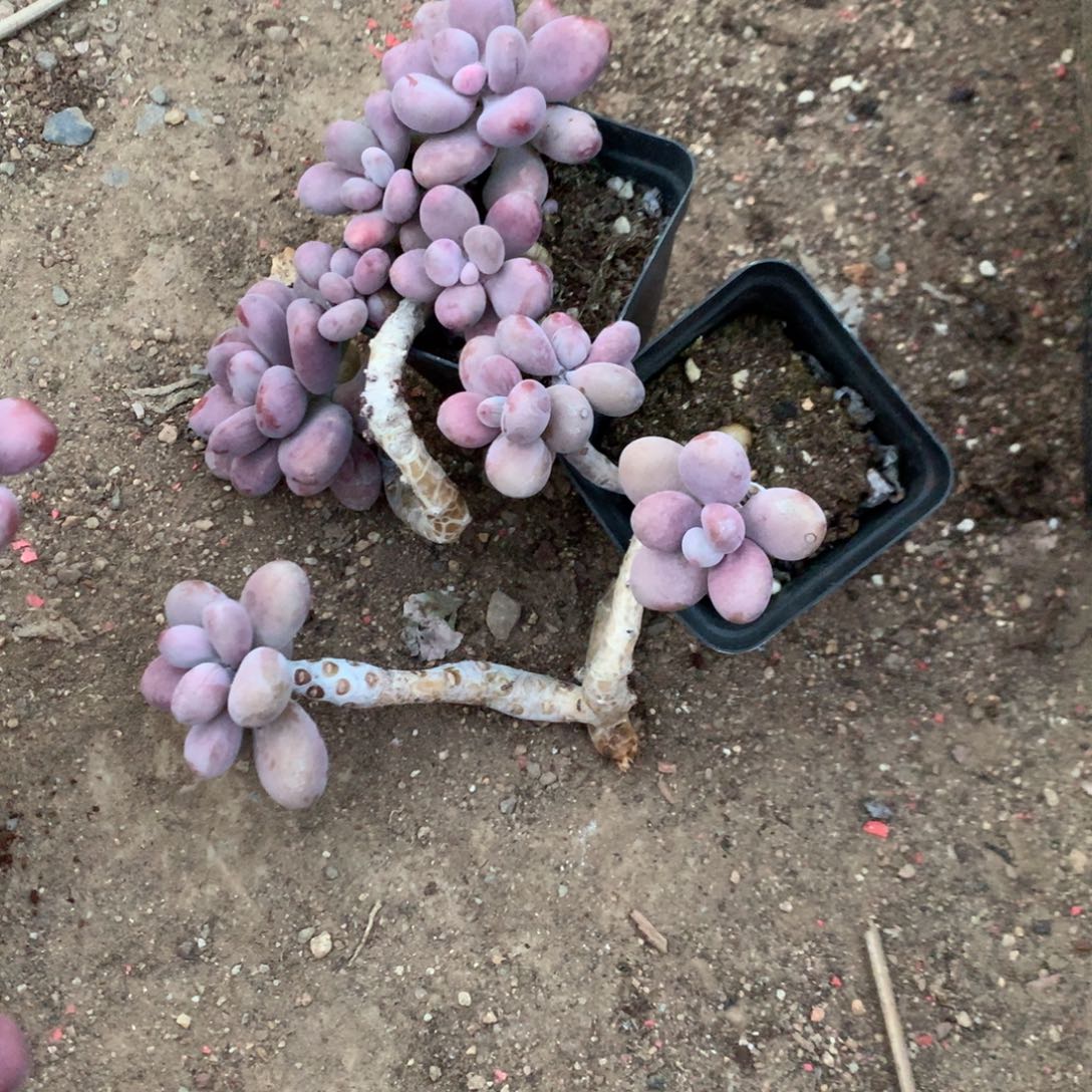 李***英桃蛋老桩两颗不带盆93号