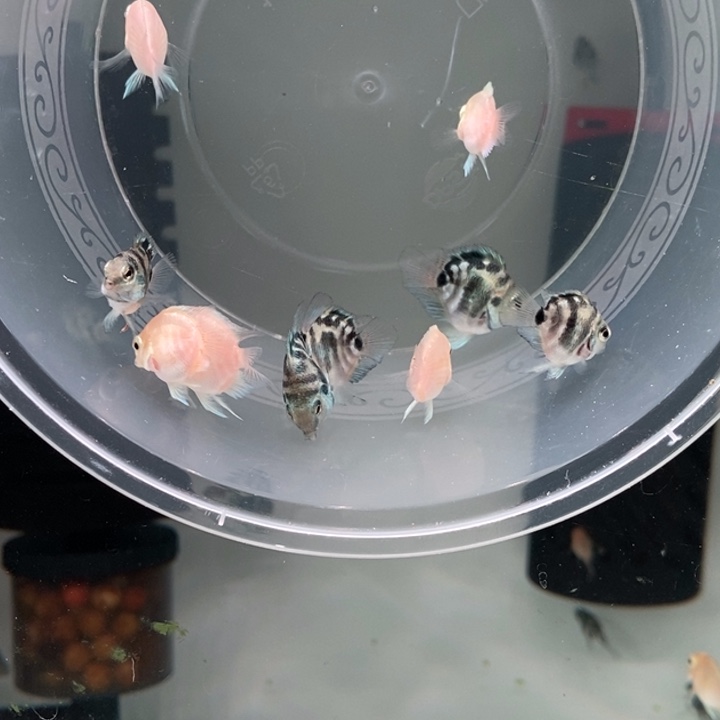 鹦鹉鱼宝蓝白金迷你鹦鹉