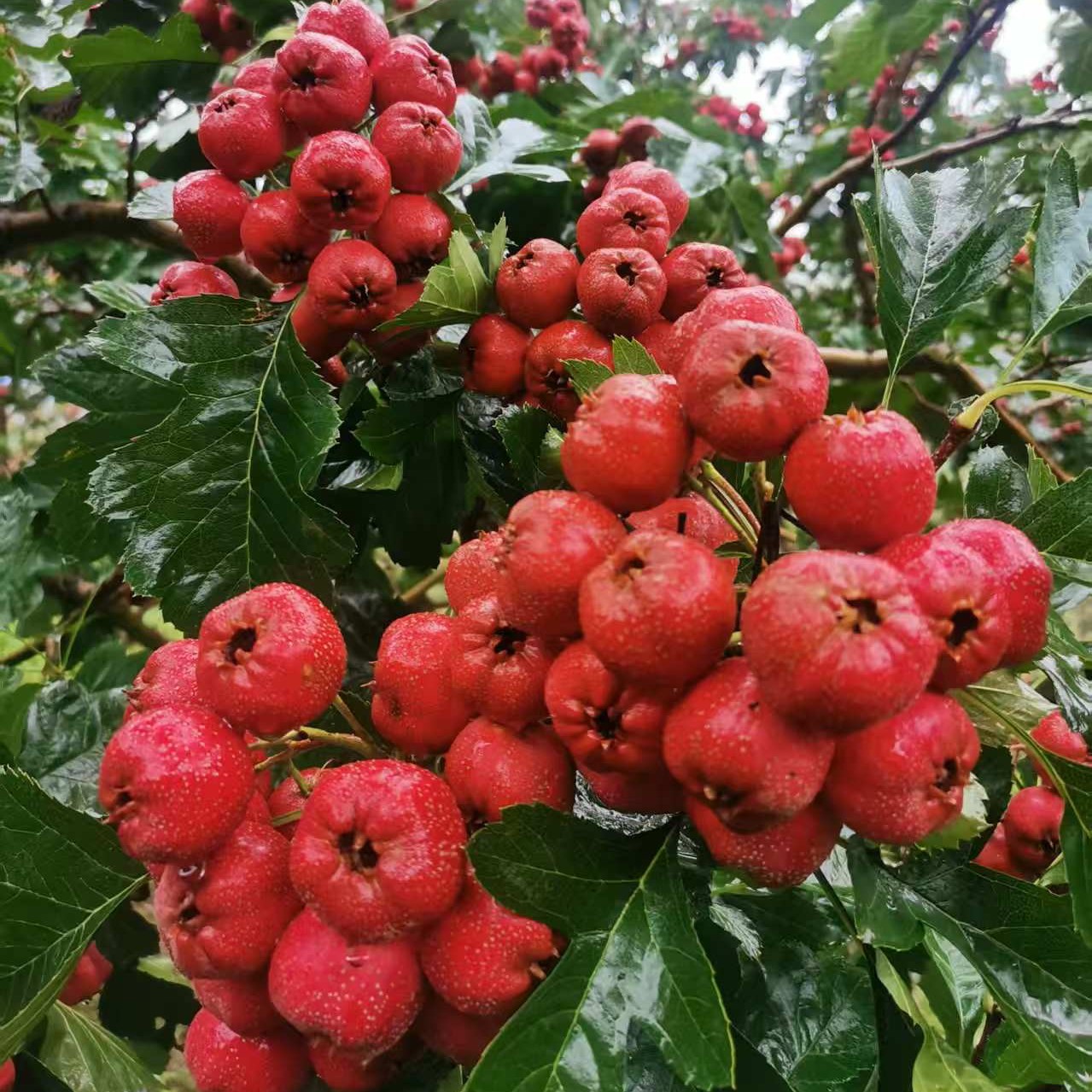 【赵老师专属】济南南山川道甜口大金星（非富硒）山楂