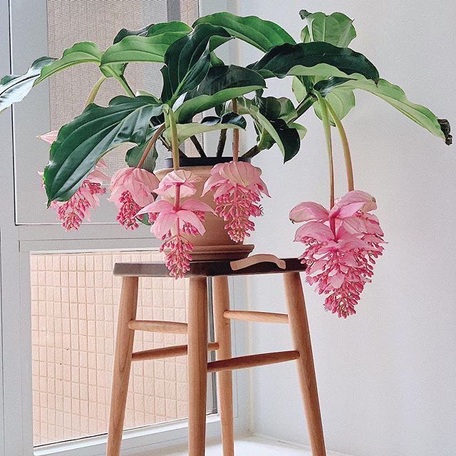 宝莲灯室内盆栽好养万一快递运输过程损伤一个花苞补偿5元