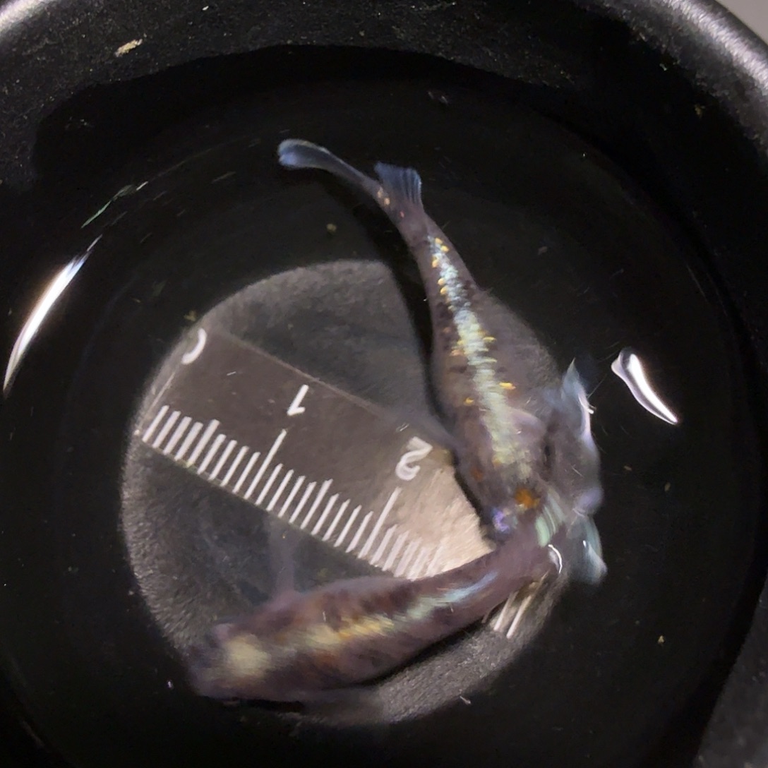 青鳉鱼一物一拍339