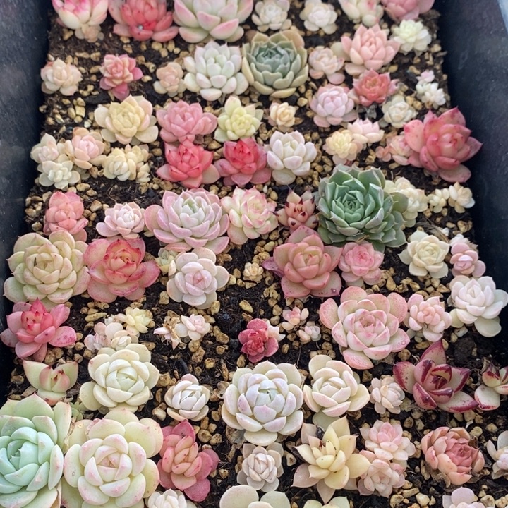 165 多肉植物盆栽花卉