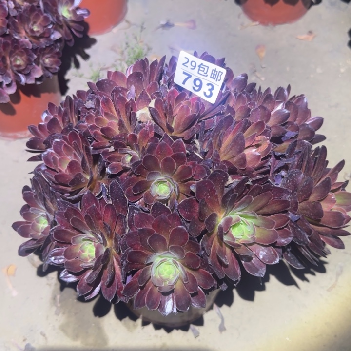 金丝缕……多肉植物的