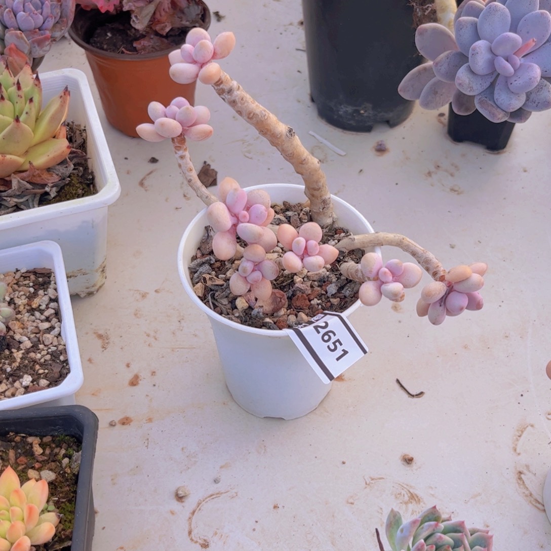 桃蛋多肉植物2651