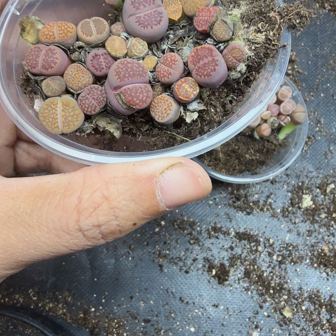 我就觉得这个女演员太511这个