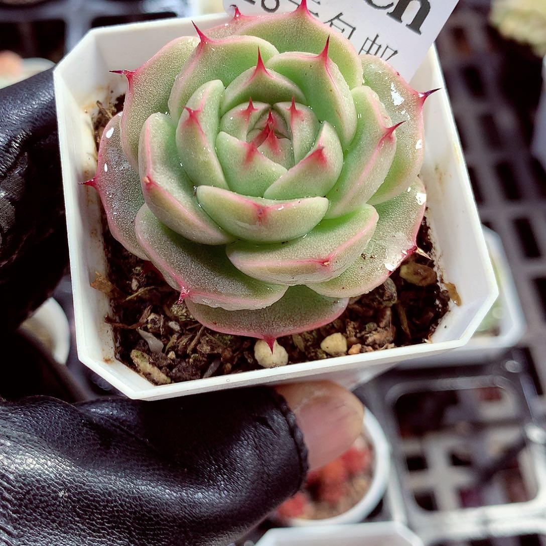 5厘米盆精控多肉448