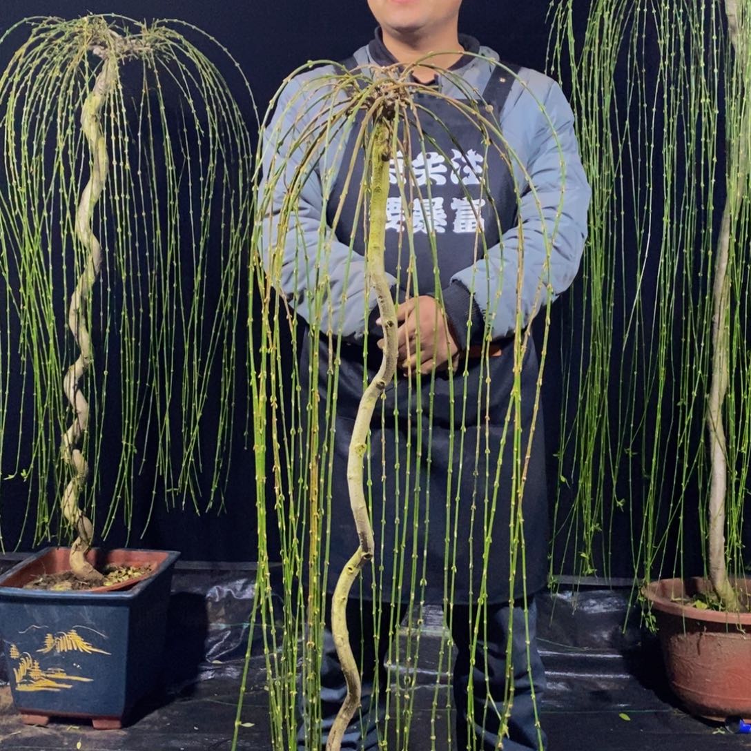 三台迎春，一物一拍，