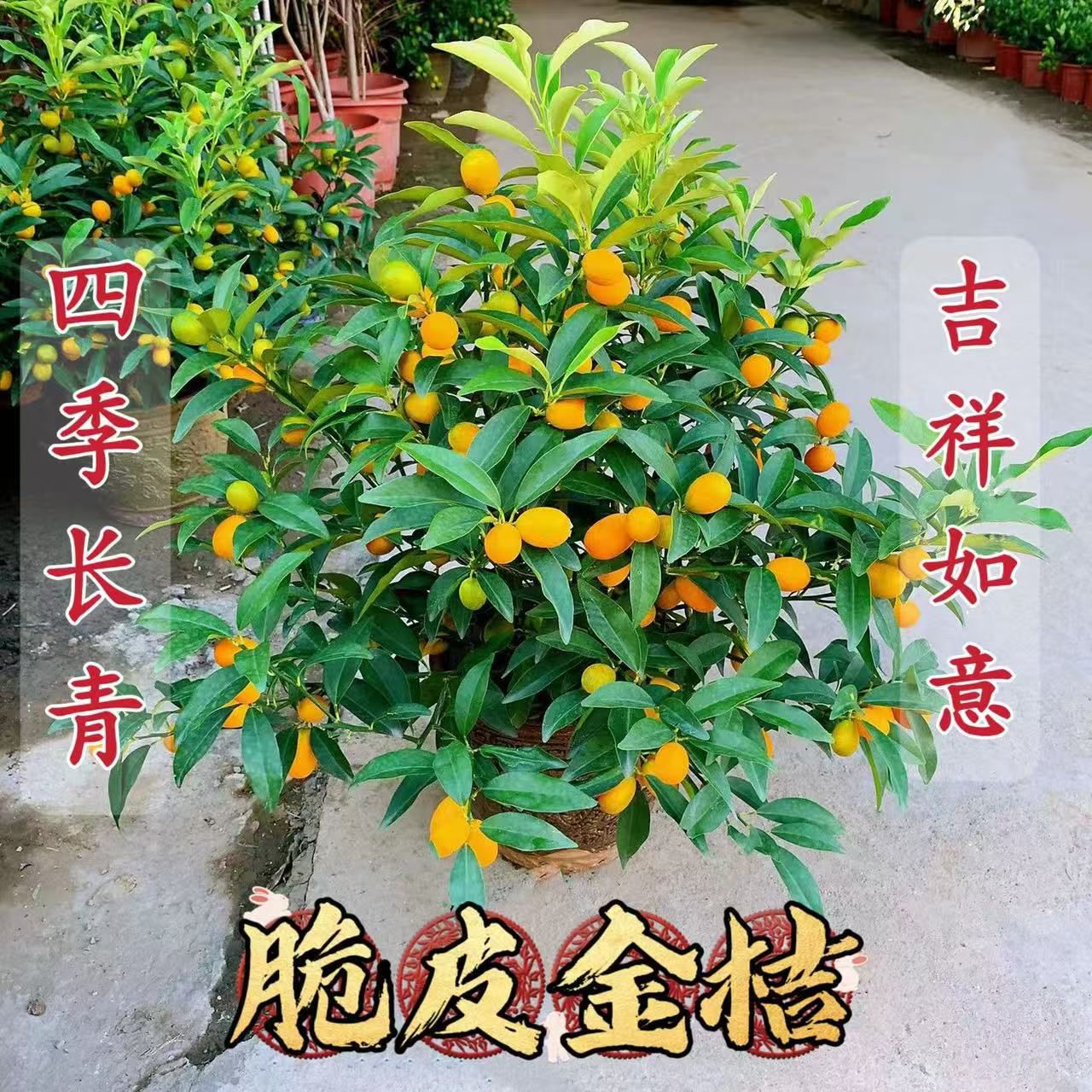 脆皮金桔树苗带盆带花带果可客厅阳台种植四季观赏食用