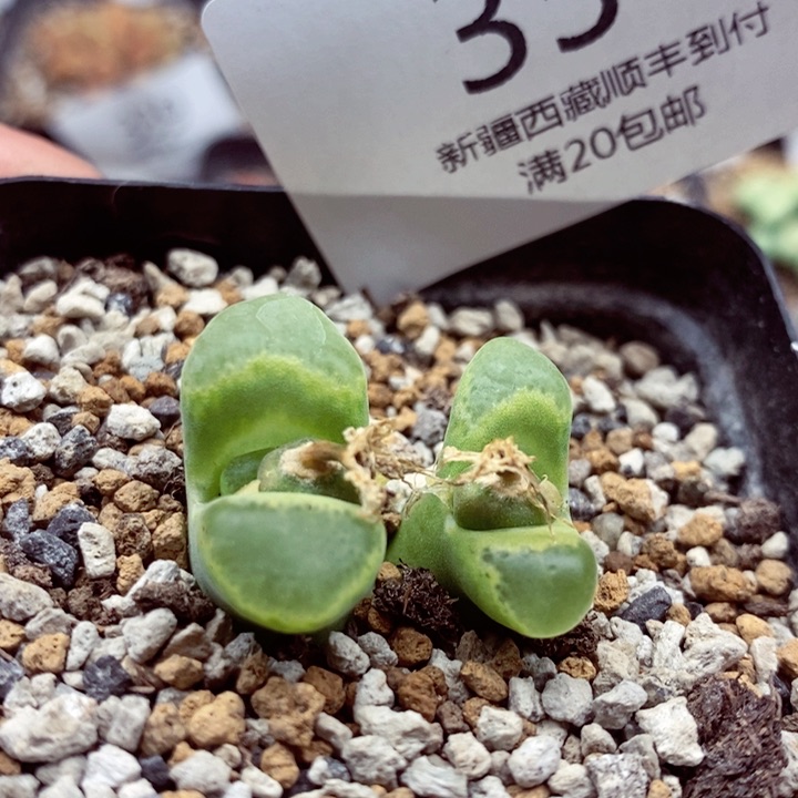 我我的小哥哥小姐姐们354