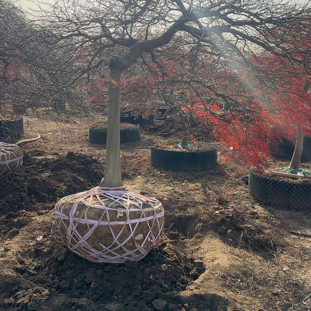 日本羽毛枫红羽毛