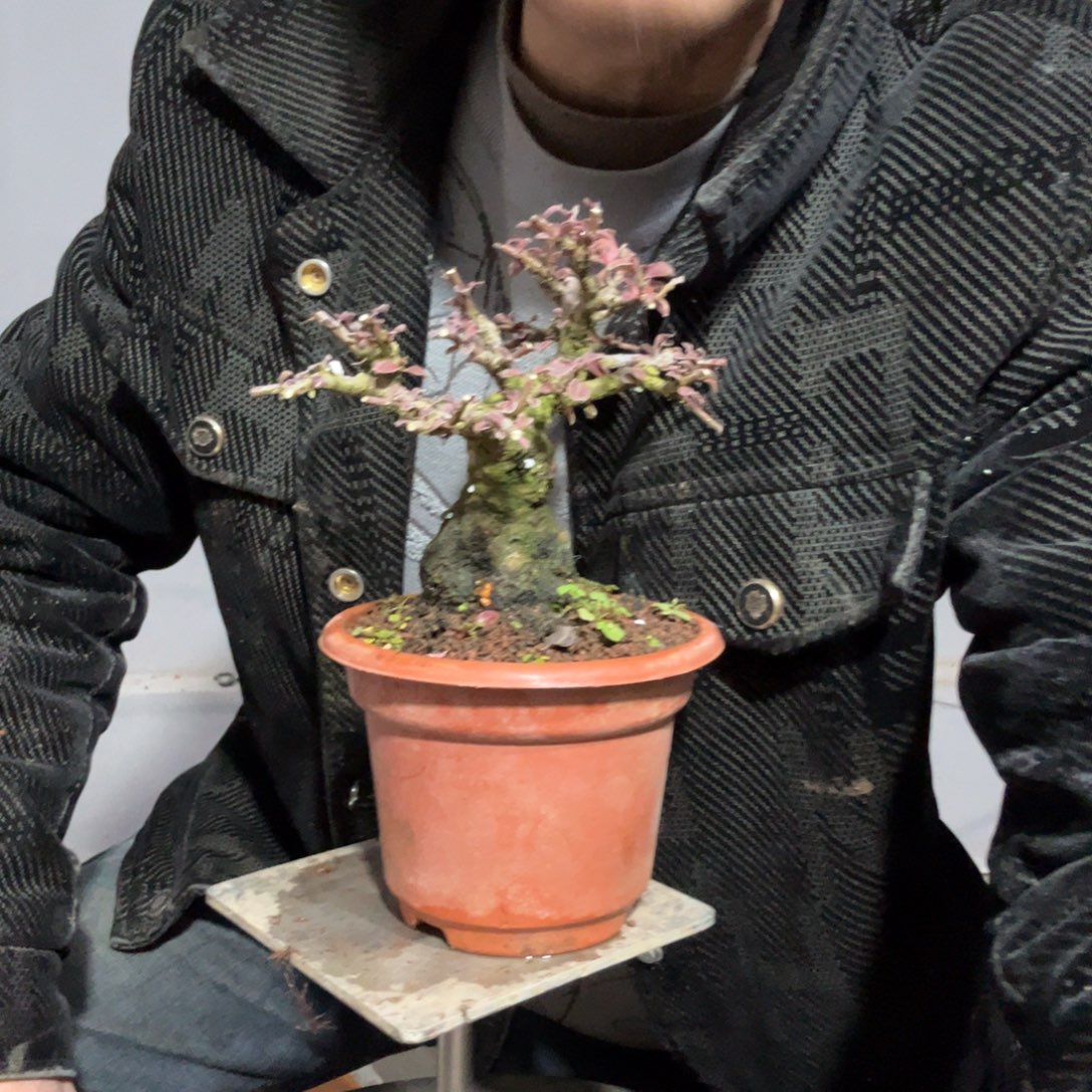 孤***球云南昭通红花平枝栒子