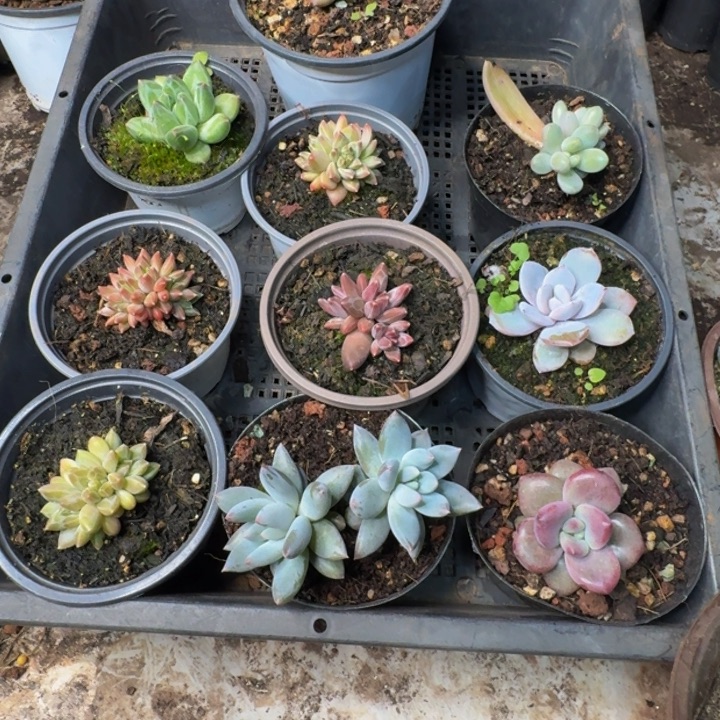 112多肉植物一物一拍