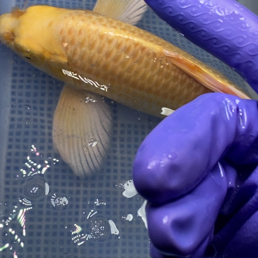 锦鲤冷水锦鲤包邮