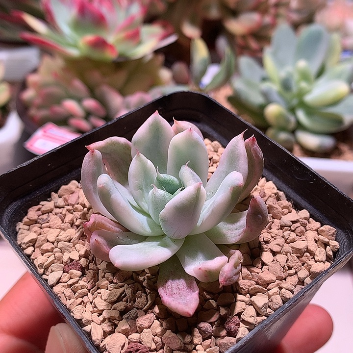 福娃锦锦腹轮锦锦锦