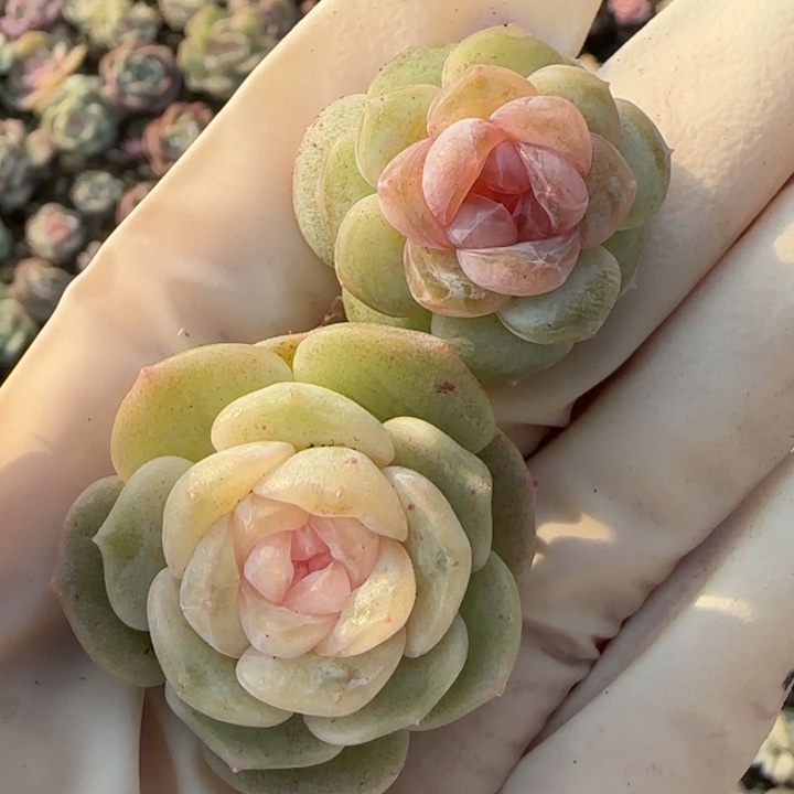 23 王者系列多肉植物一盒