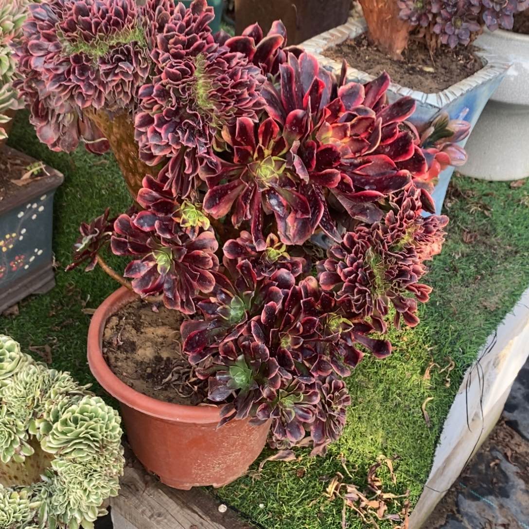 封***爱不开花植物1245号欧嘉莉缀化1颗