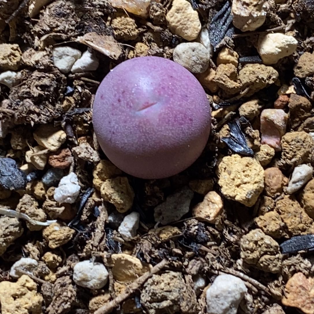 蛋杂蛋杂蛋杂蛋杂