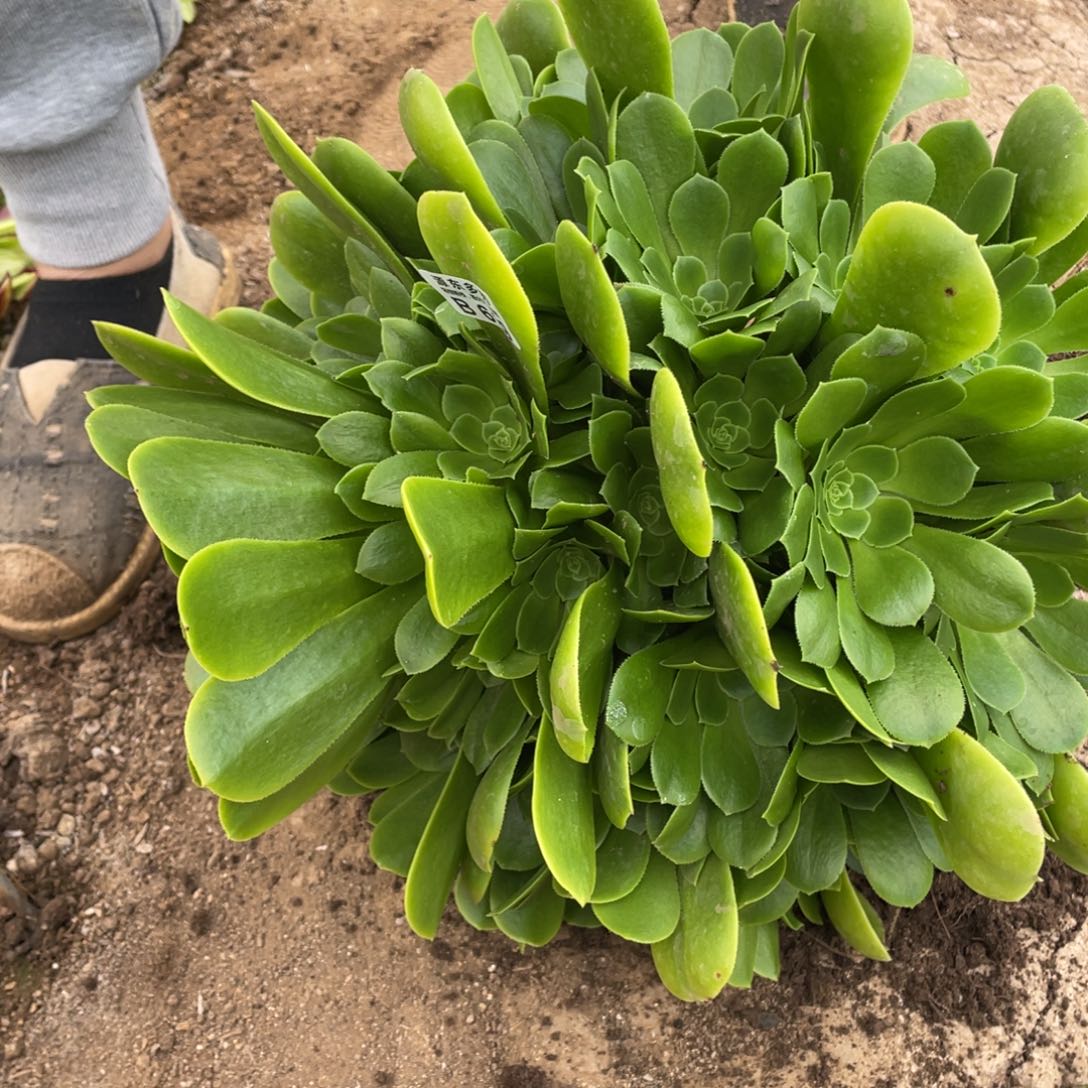 619绿杨蓉多肉法师断枝不包