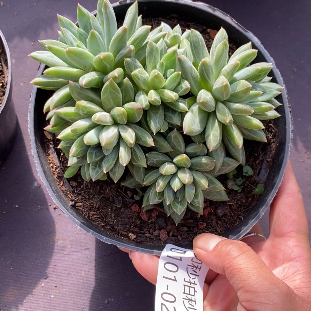 两单包邮0101-29甲骨文