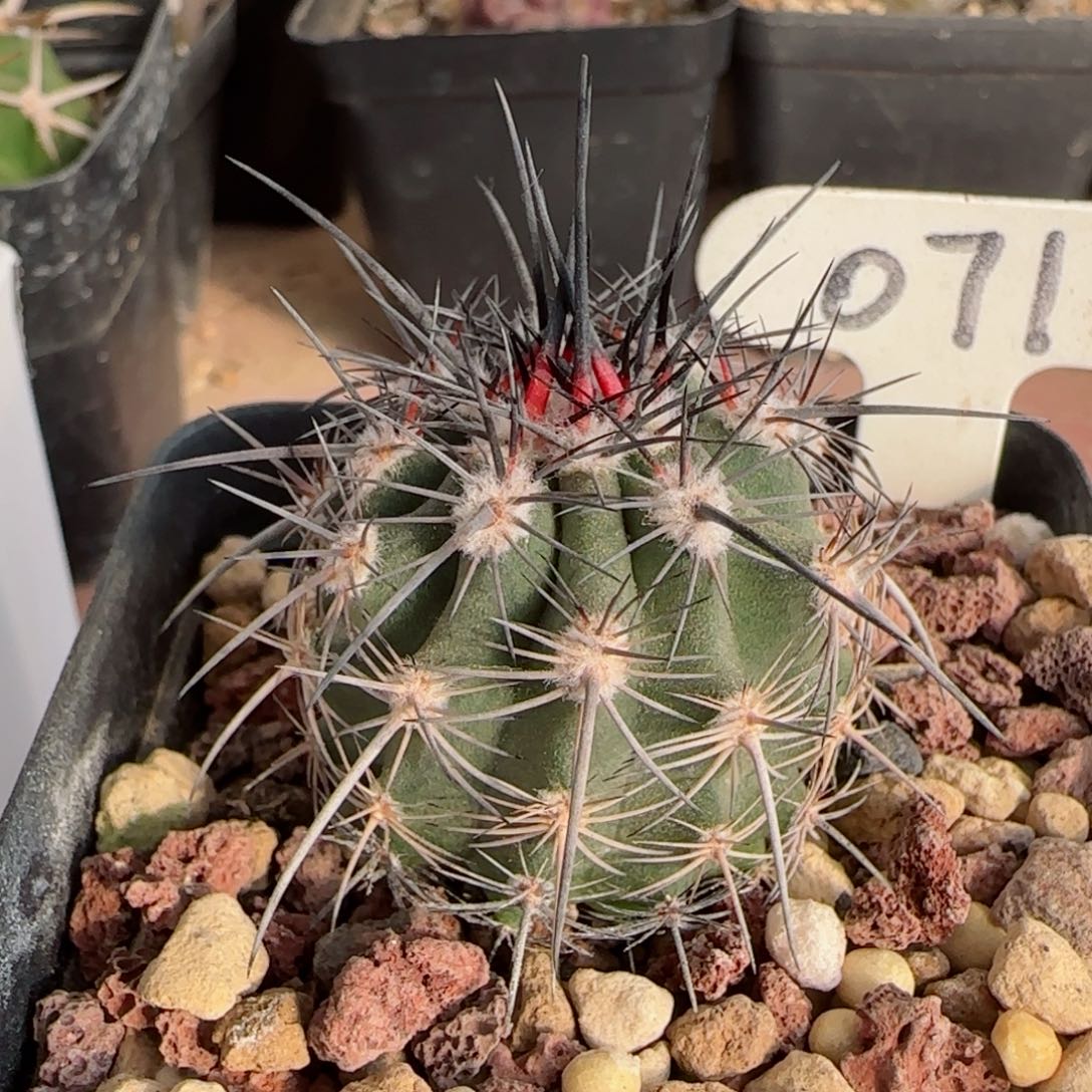 71实生伊须罗玉多肉3.6厘米