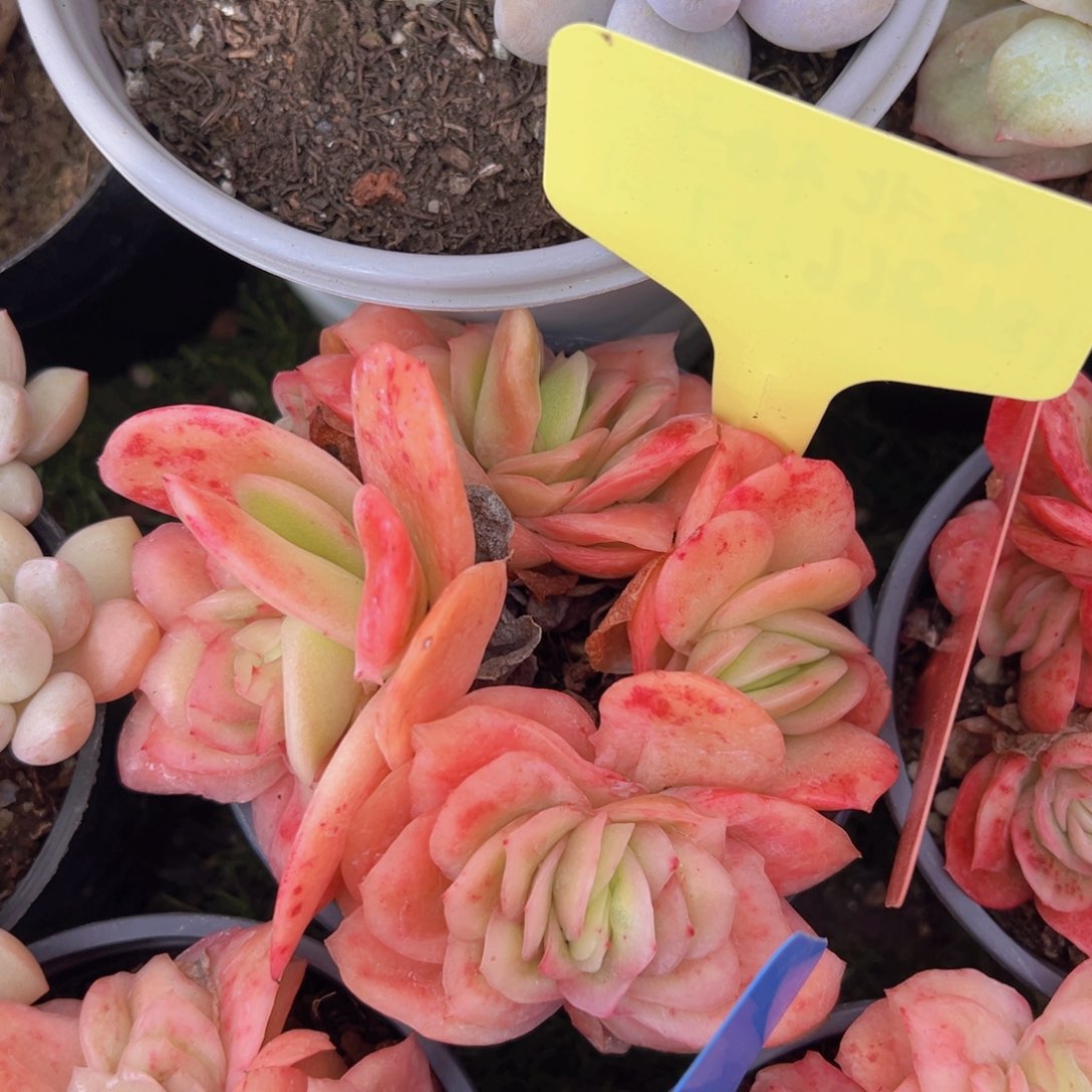 香玉的故事是一个人的