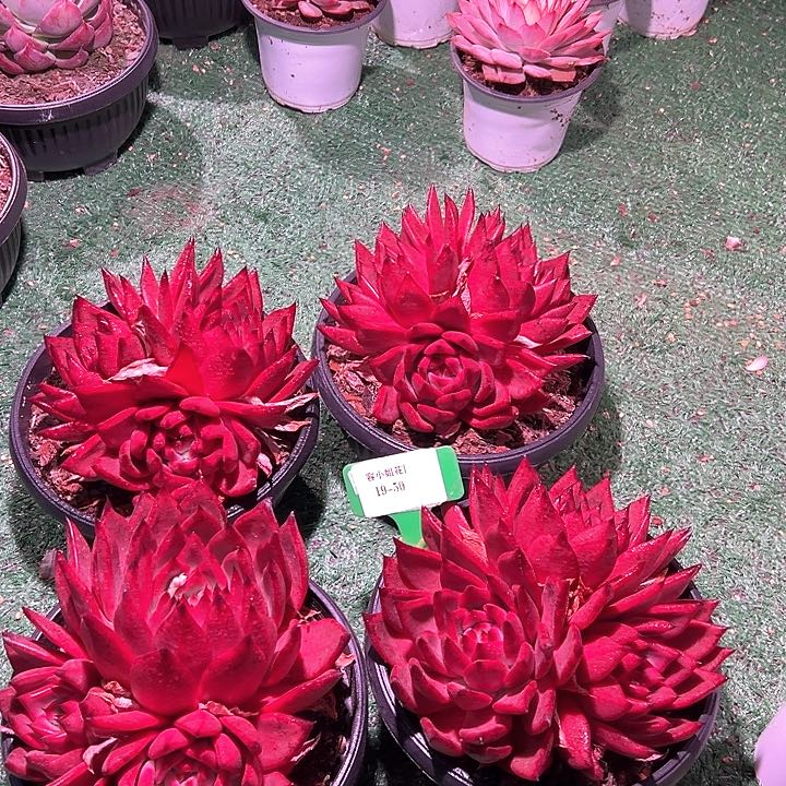 19.50贝拉带盆一个多肉