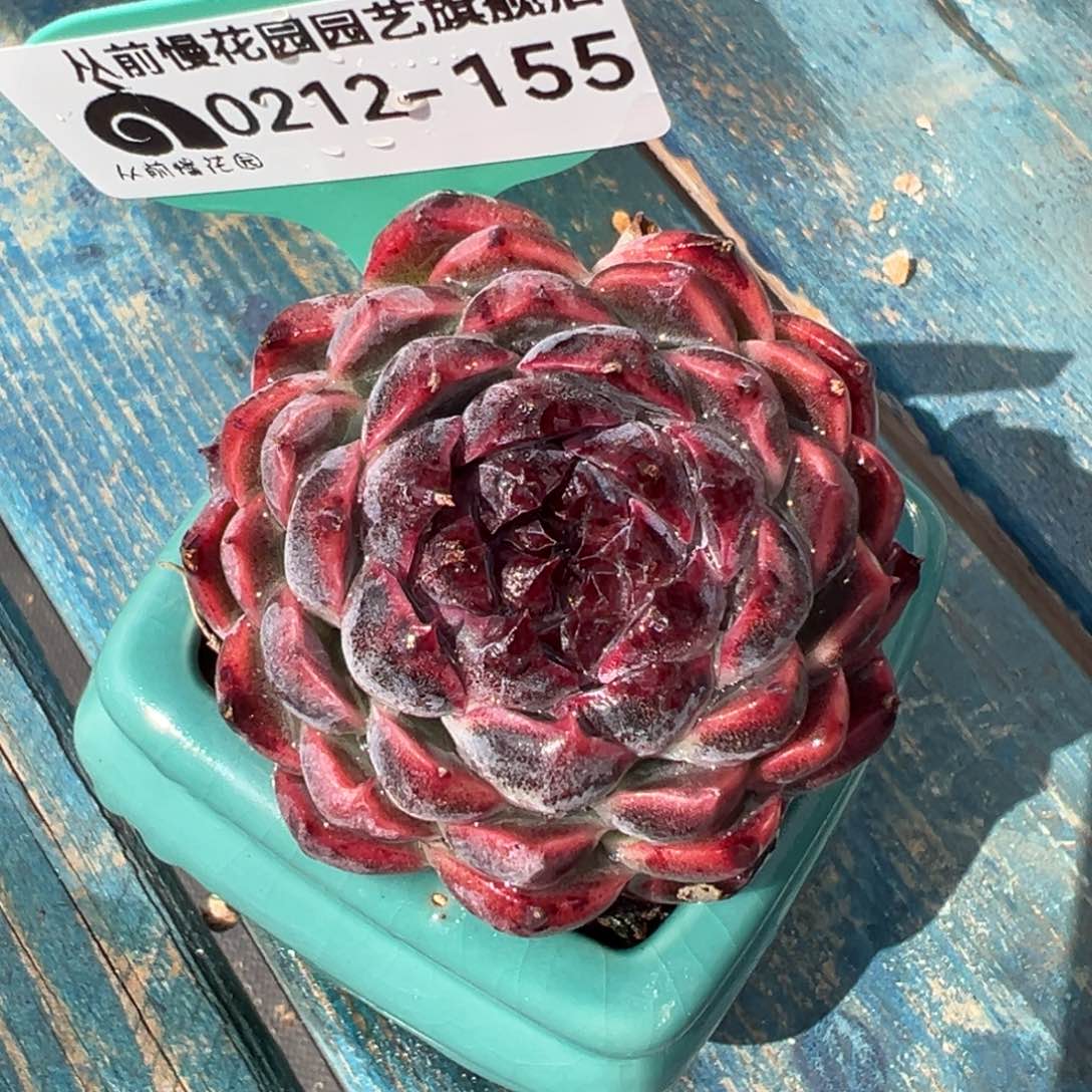 从前慢多肉精选编号0212.155