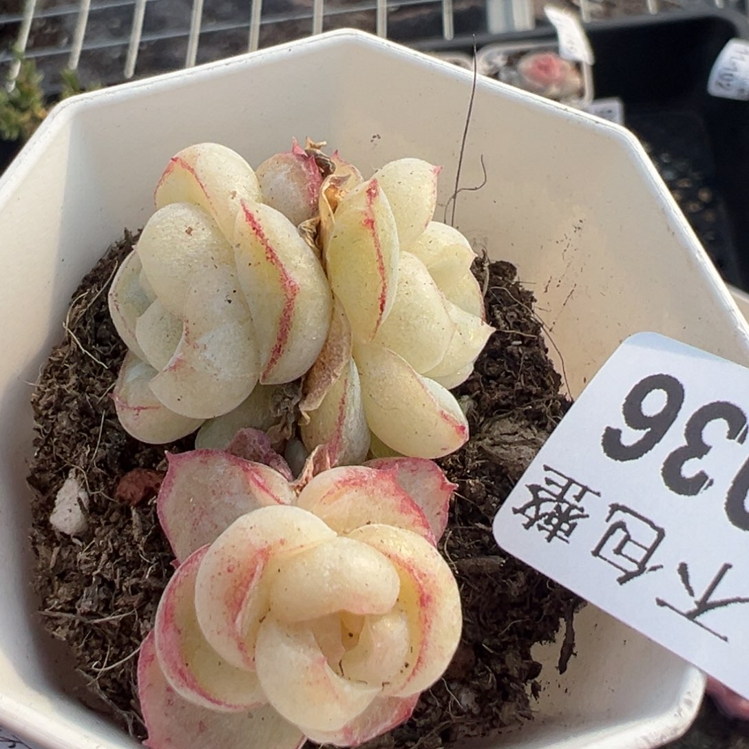 小卡拉米糖心一物一拍13-36