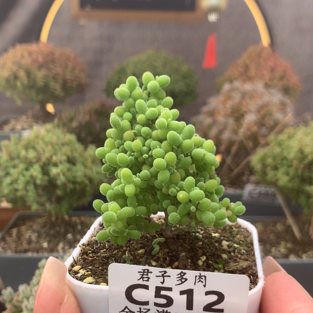 c512蜜橘枝干番杏