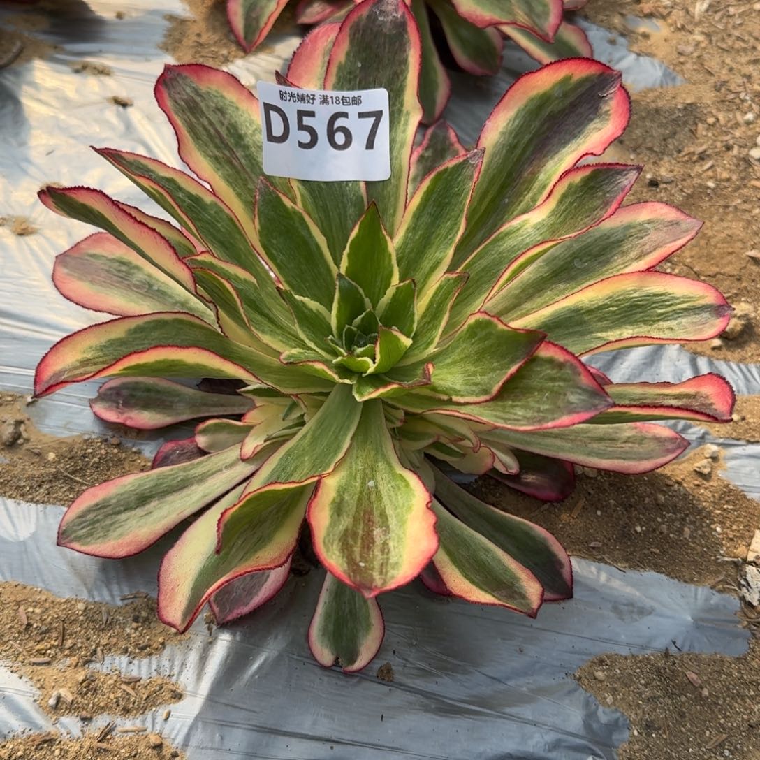 567魅影多肉植物