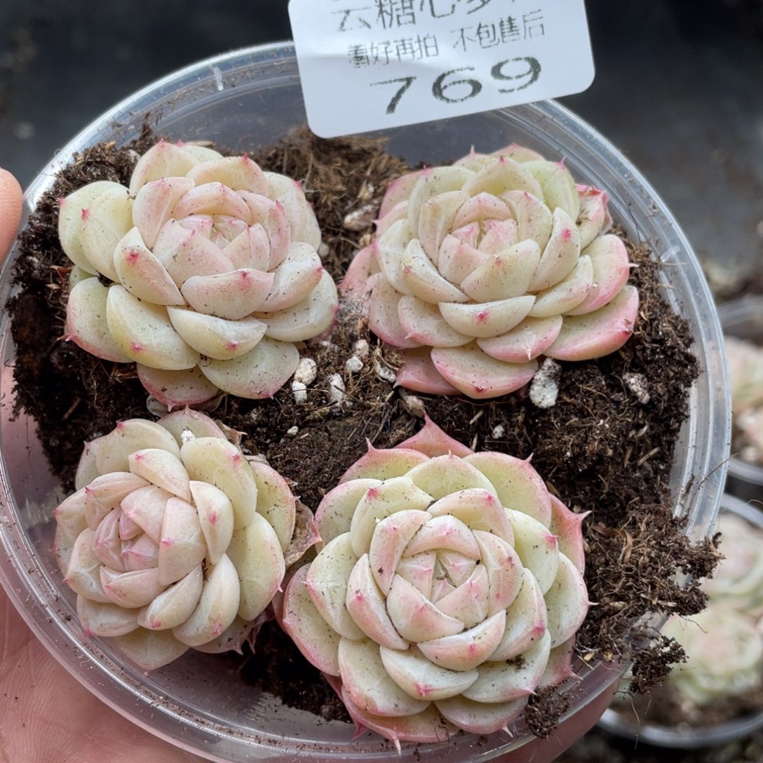 云糖心多肉植物769