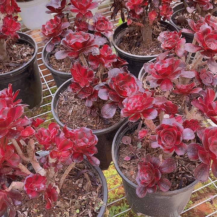云南红魔女法师多肉量拍一棵