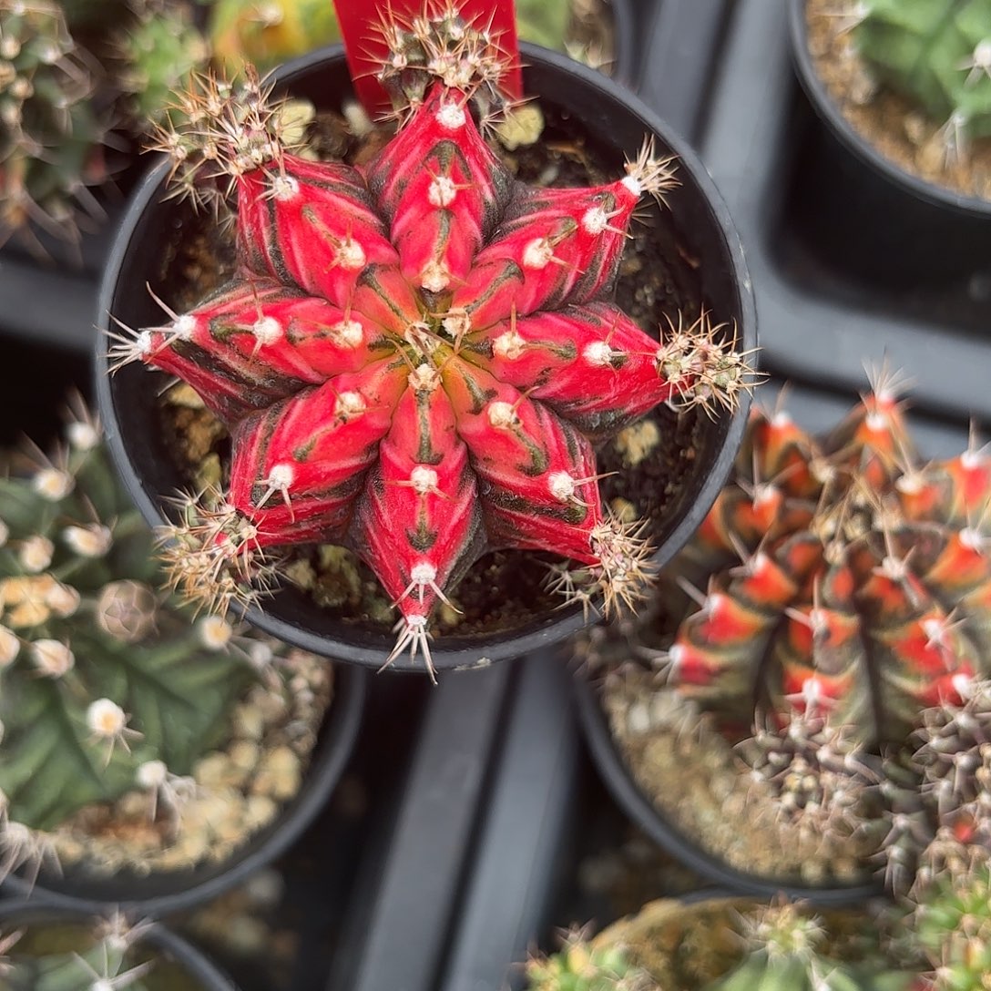 34-0914泰国发货多肉