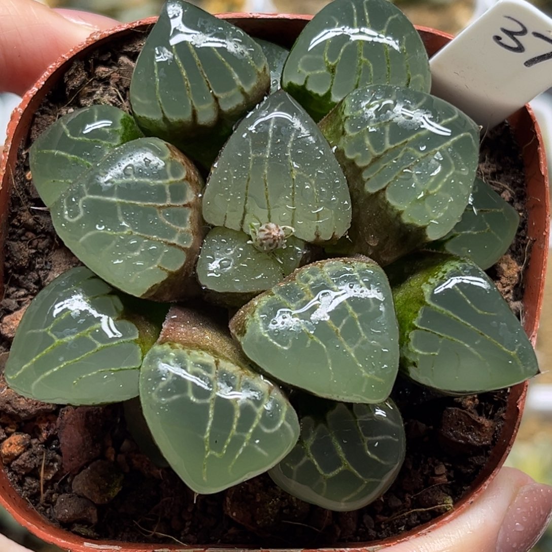 37水晶葡萄克福利专场