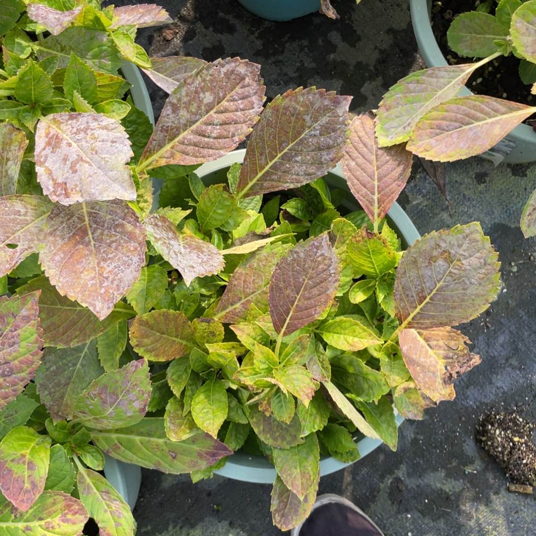 全部花苞L**c幸运母本