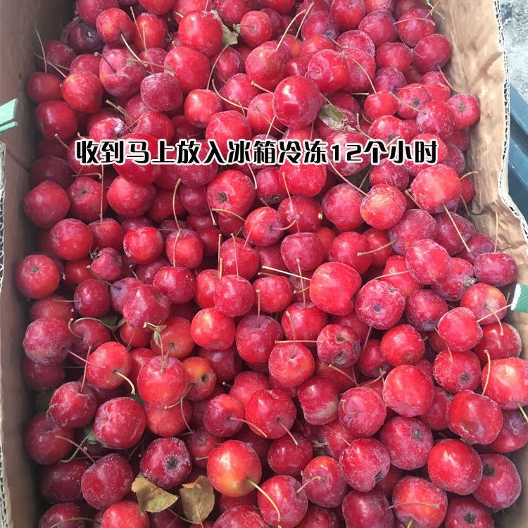 东北冻花红果冻海棠冻海红黑龙江特产冰冻水果酸甜